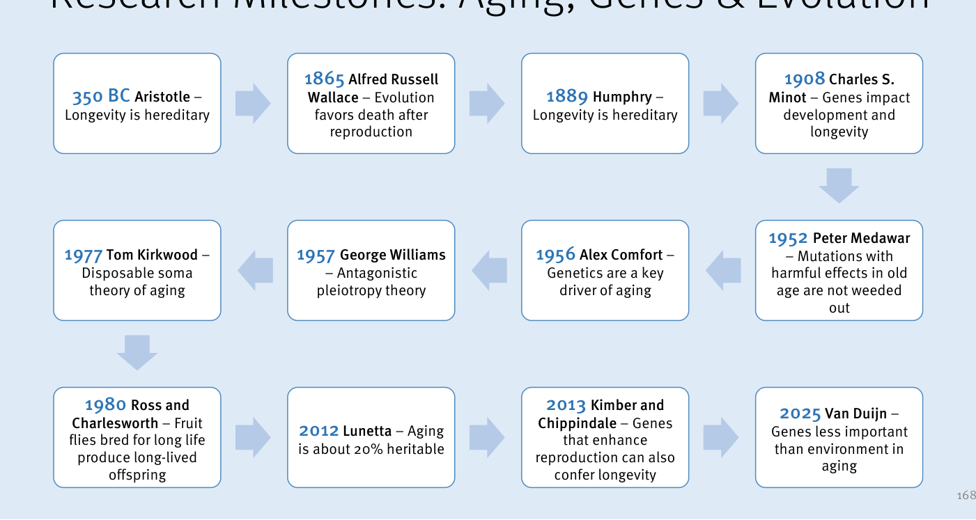 Diagrama de flujo «Research Milestones: Aging, Genes & Evolution» con doce bloques conectados por flechas, de 350 a.C. a 2025. Hitos: 350 a.C. Aristóteles (la longevidad es hereditaria); 1865 Alfred Russell Wallace (la evolución favorece la muerte tras la reproducción); 1889 Humphry; 1908 Charles S. Minot (los genes influyen en desarrollo y longevidad); 1952 Peter Medawar (las mutaciones dañinas en la vejez no se eliminan); 1956 Alex Comfort (la genética es motor clave del envejecimiento); 1957 George Williams (teoría de la pleiotropía antagónica); 1977 Tom Kirkwood (teoría del soma desechable); 1980 Ross y Charlesworth; 2012 Lunetta (el envejecimiento es heredable en torno a un 20%); 2013 Kimber y Chippindale; 2025 Van Duijn (los genes pesan menos que el entorno en el envejecimiento).