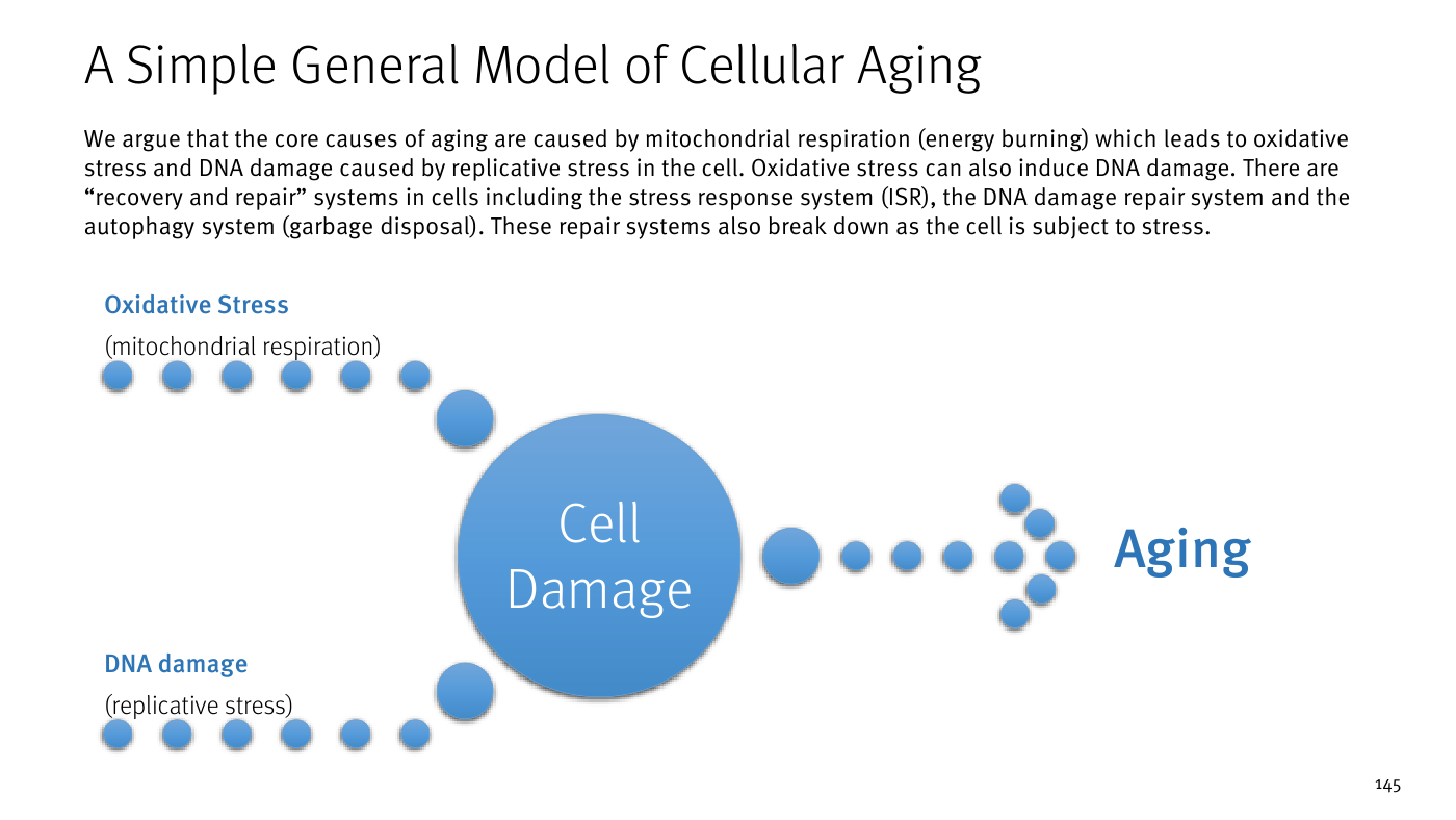 Diagrama "A Simple General Model of Cellular Aging" de Stifel: dos cadenas de partículas convergen sobre un gran círculo central "Cell Damage" —desde arriba "Oxidative Stress (mitochondrial respiration)" y desde abajo "DNA damage (replicative stress)"— y de ahí otra cadena de partículas desemboca a la derecha en la palabra "Aging". El texto superior explica que los sistemas de recuperación y reparación de la célula (respuesta integrada al estrés, reparación del ADN y autofagia) también se degradan con el estrés.