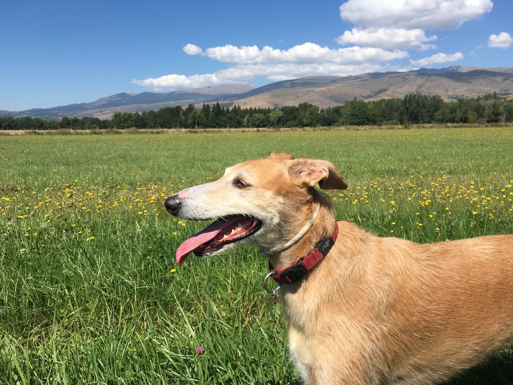 Maya, la galga real, en la Cerdanya